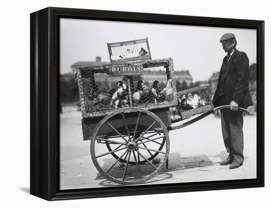 Barrow of Birds at the Paris Animal Market, 20th Century-Andrew Pitcairn-knowles-Framed Premier Image Canvas