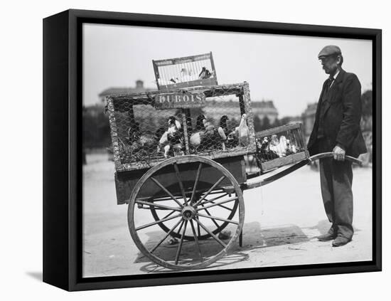 Barrow of Birds at the Paris Animal Market, 20th Century-Andrew Pitcairn-knowles-Framed Premier Image Canvas