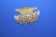 Fried Egg Jelly Fish (Cotylorhiza Tuberculata) Mediterranean Sea-Barry Bland-Photographic Print