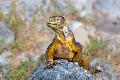 Premium Photographic Print