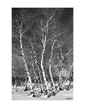 Jo’s Aspens-Barry Hart-Art Print