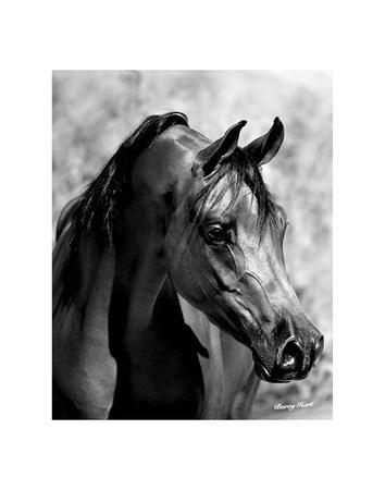 HORSE PHOTO ART PRINT Looking Through the Eyes of Love Barry Hart Poster 19x13