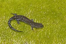 Blue spotted salamander (Ambystoma laterale) on moss, Michigan, USA-Barry Mansell-Framed Premier Image Canvas