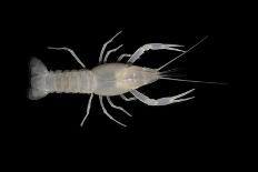 Coastal Lowland Cave Crayfish (Procambarus Leitheuseri) Crystal Springs Beach, Florida, USA-Barry Mansell-Photographic Print