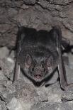 Common Vampire Bat (Desmodus Rotundus) at Roost, Sonora, Mexico-Barry Mansell-Framed Photographic Print