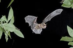 Ghost-Faced Bats (Mormoops Megalophylla) Flying into Cave Through Cave Entrance, Sabinas, Mexico-Barry Mansell-Framed Photographic Print