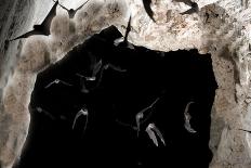 Ghost-Faced Bats (Mormoops Megalophylla) Flying into Cave Through Cave Entrance, Sabinas, Mexico-Barry Mansell-Framed Photographic Print