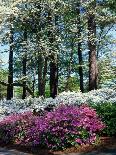Norfolk Botanical Gardens, VA-Barry Winiker-Photographic Print