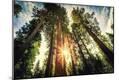 Photographic Print
