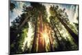 Photographic Print