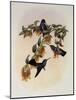 Bartlett's Emerald, Agyrtria Bartletti-John Gould-Mounted Giclee Print