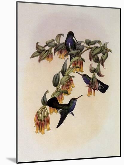 Bartlett's Emerald, Agyrtria Bartletti-John Gould-Mounted Giclee Print