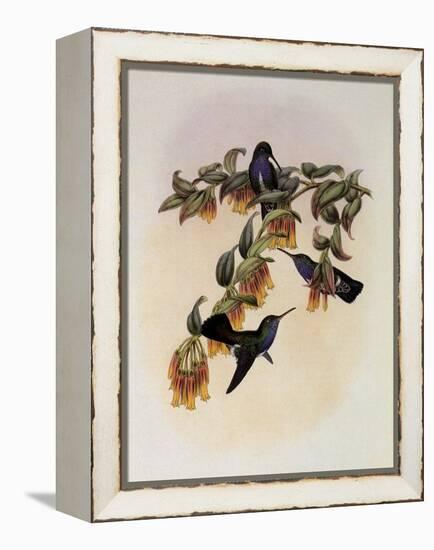 Bartlett's Emerald, Agyrtria Bartletti-John Gould-Framed Premier Image Canvas
