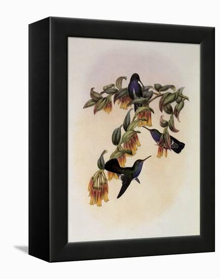 Bartlett's Emerald, Agyrtria Bartletti-John Gould-Framed Premier Image Canvas