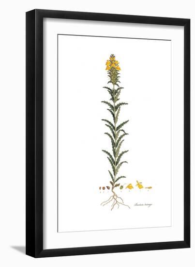 Bartsia trixago, Flora Graeca-Ferdinand Bauer-Framed Giclee Print