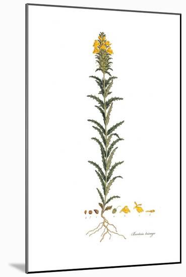 Bartsia trixago, Flora Graeca-Ferdinand Bauer-Mounted Giclee Print