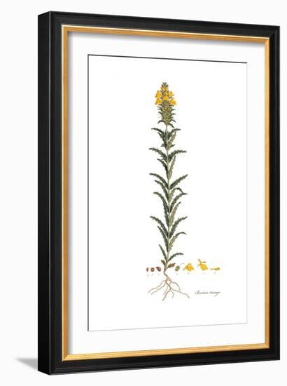 Bartsia trixago, Flora Graeca-Ferdinand Bauer-Framed Giclee Print