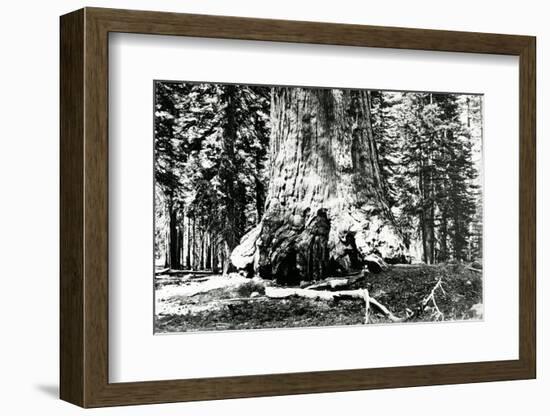 Base of the Grizzly Giant, C.1860s-Carleton Emmons Watkins-Framed Photographic Print