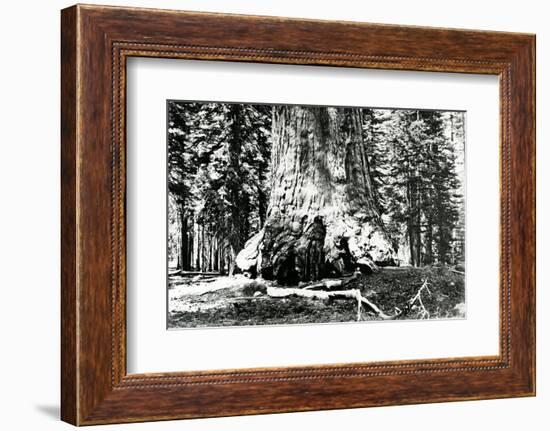 Base of the Grizzly Giant, C.1860s-Carleton Emmons Watkins-Framed Photographic Print