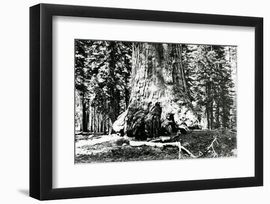 Base of the Grizzly Giant, C.1860s-Carleton Emmons Watkins-Framed Photographic Print