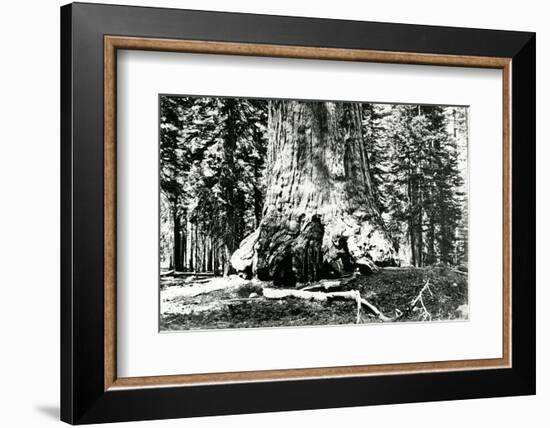 Base of the Grizzly Giant, C.1860s-Carleton Emmons Watkins-Framed Photographic Print