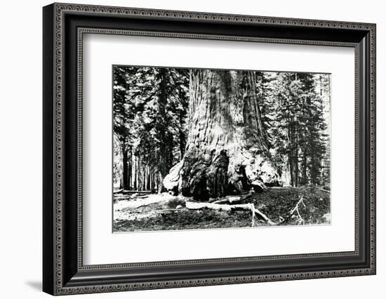 Base of the Grizzly Giant, C.1860s-Carleton Emmons Watkins-Framed Photographic Print