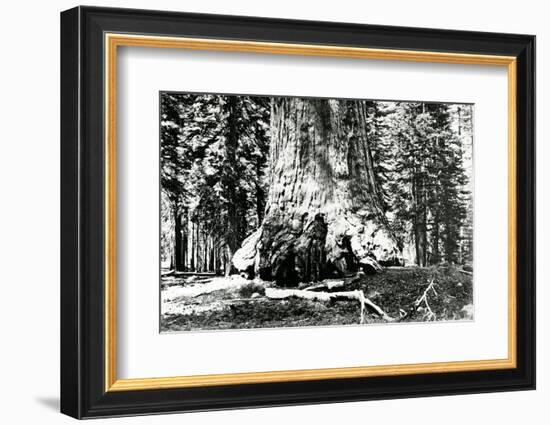 Base of the Grizzly Giant, C.1860s-Carleton Emmons Watkins-Framed Photographic Print