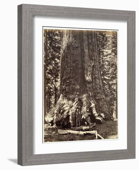 Base of the Grizzly Giant-Carleton Emmons Watkins-Framed Giclee Print