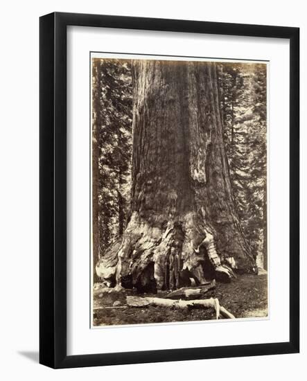 Base of the Grizzly Giant-Carleton Emmons Watkins-Framed Giclee Print