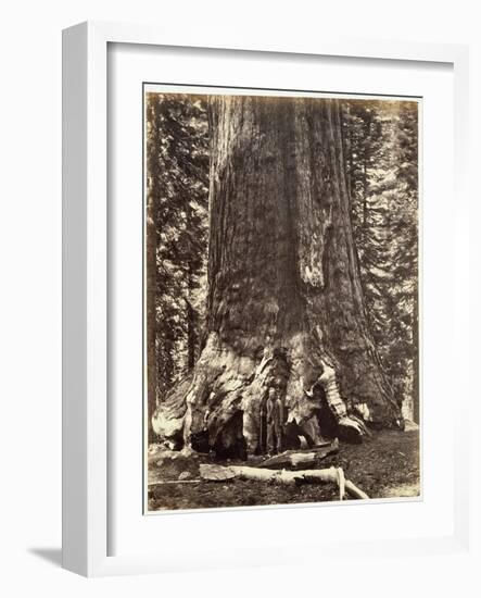 Base of the Grizzly Giant-Carleton Emmons Watkins-Framed Giclee Print