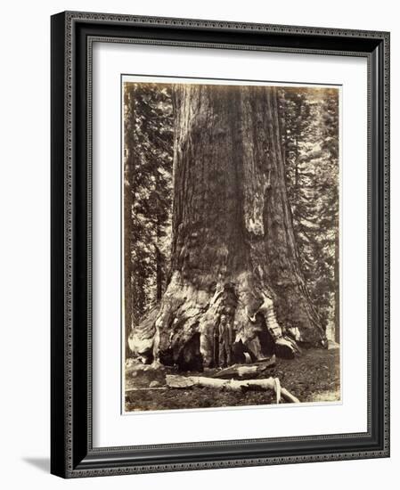 Base of the Grizzly Giant-Carleton Emmons Watkins-Framed Giclee Print