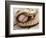 Baseball and Glove-null-Framed Photographic Print