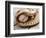 Baseball and Glove-null-Framed Photographic Print