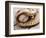 Baseball and Glove-null-Framed Photographic Print