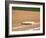 Baseball Base-Steven Sutton-Framed Photographic Print