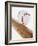 Baseball Bat and Ball-null-Framed Photographic Print