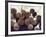 Baseball Bats-Paul Sutton-Framed Photographic Print