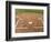 Baseball Field-Robert Michael-Framed Photographic Print