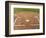 Baseball Field-Robert Michael-Framed Photographic Print