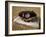 Baseball in a Baseball Glove on a Base-null-Framed Photographic Print