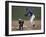 Baseball Players in Action-null-Framed Photographic Print