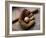 Baseball Still Life-null-Framed Photographic Print