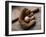 Baseball Still Life-null-Framed Photographic Print