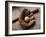 Baseball Still Life-null-Framed Photographic Print