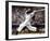 Baseball-T^ C^ Chiu-Framed Art Print