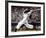 Baseball-T^ C^ Chiu-Framed Art Print