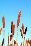 Marsh Bulrush on Celestial Background-basel101658-Framed Photographic Print