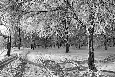 Lane in Town Park-basel101658-Photographic Print