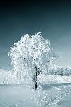 Tree in Snow-basel101658-Photographic Print