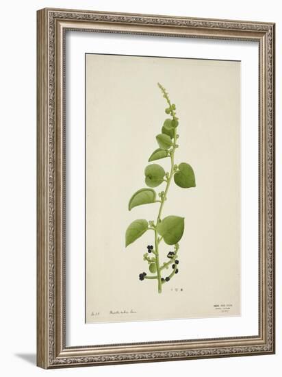 Basella Rubra Linn, 1800-10-null-Framed Giclee Print